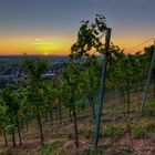 Weinberge im Landkreis Heilbronn im Sonnenuntergang