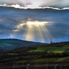 Weinberge im Licht