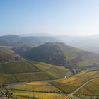 Weinberge im Morgennebel