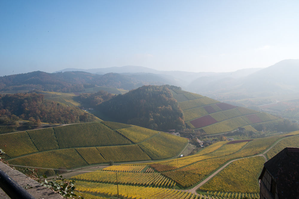 Weinberge im Morgennebel