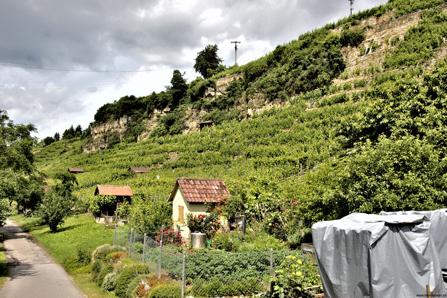 Weinberge im Neckartal