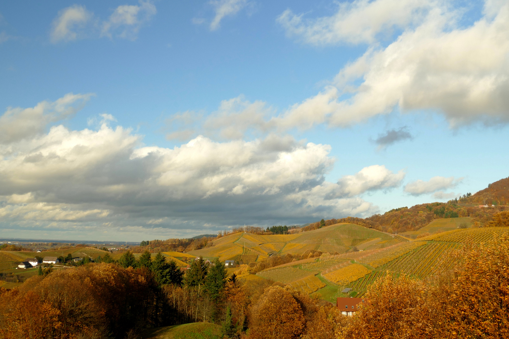 °°°° Weinberge im November °°°°