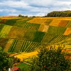 Weinberge im Oktober