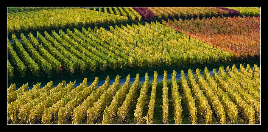 Weinberge im Panorama