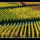 Weinberge im Panorama