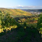 Weinberge im Remstal