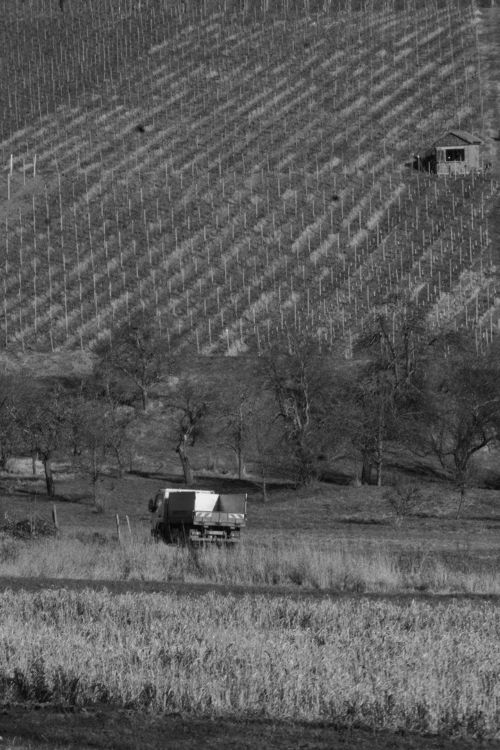 Weinberge im Remstal 