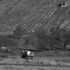 Weinberge im Remstal 