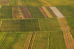 Weinberge im Remstal