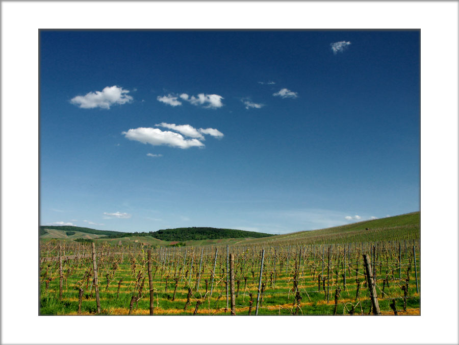 Weinberge im Remstal