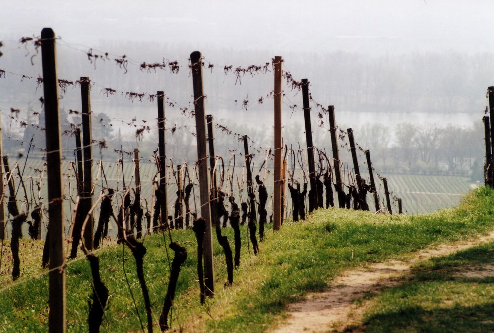 Weinberge im Rheingau