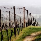 Weinberge im Rheingau