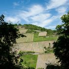 Weinberge im Rheintal