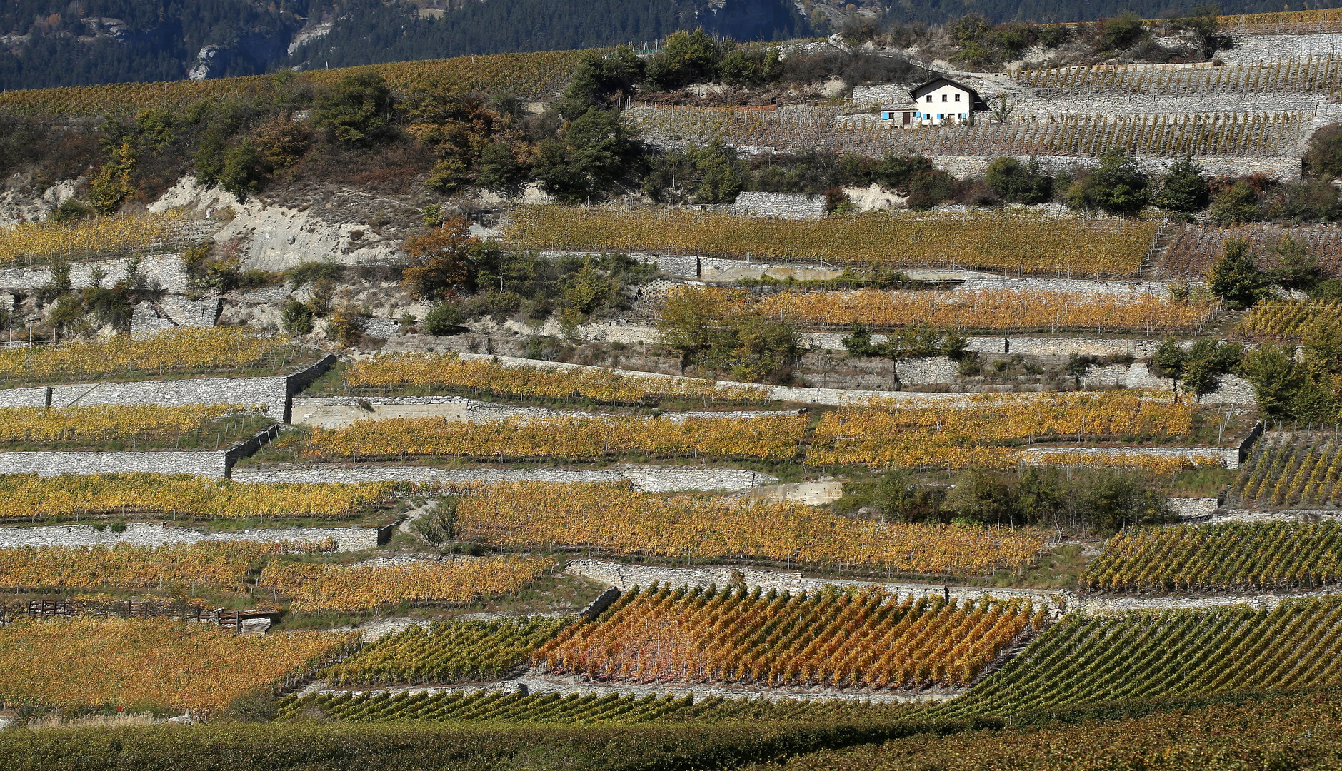 Weinberge im Rhonetal