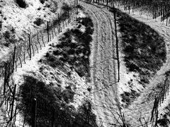 Weinberge im Schnee 2