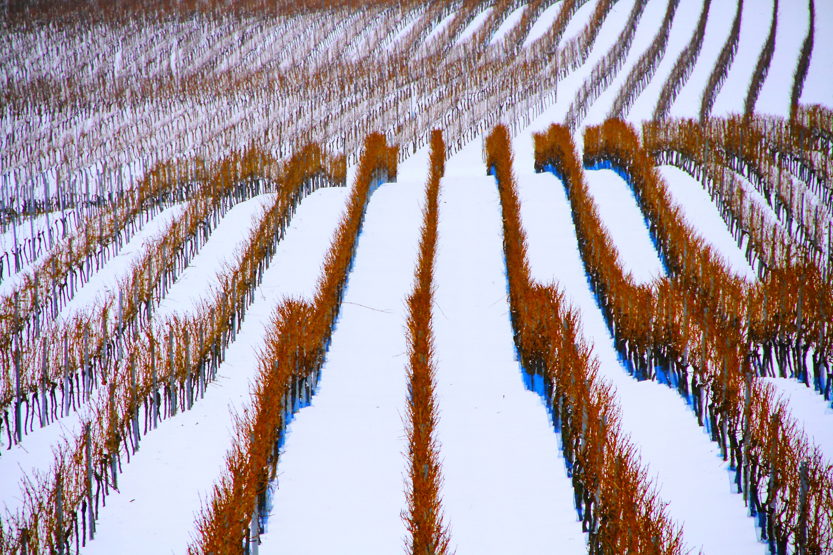 Weinberge im Schnee