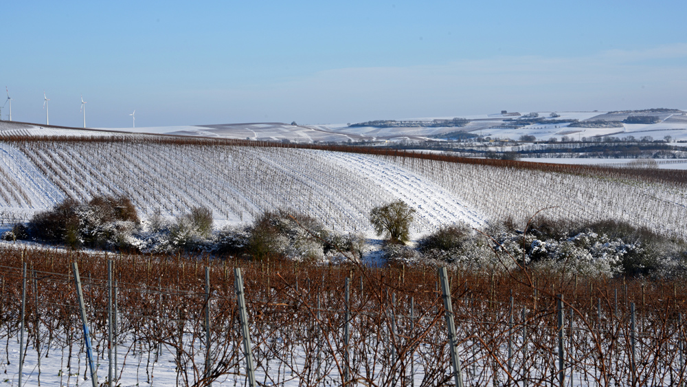 Weinberge im Schnee...