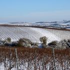 Weinberge im Schnee...