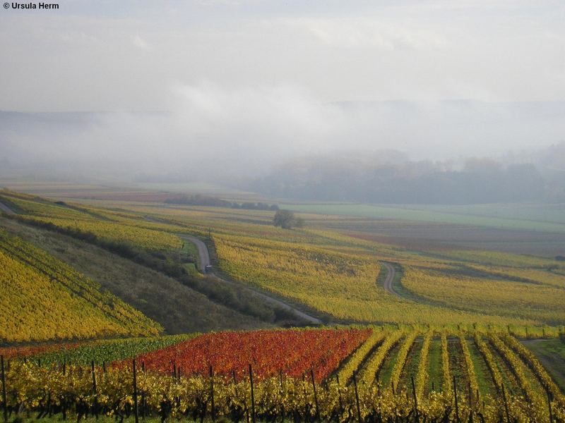 Weinberge im September