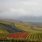 Weinberge im September