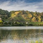 Weinberge im Sonnenlicht