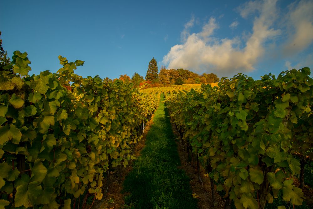 Weinberge im Sonnenschein