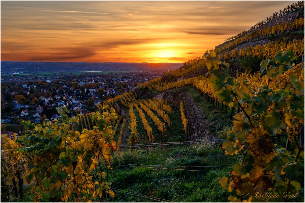 Weinberge im Sonnenuntergang