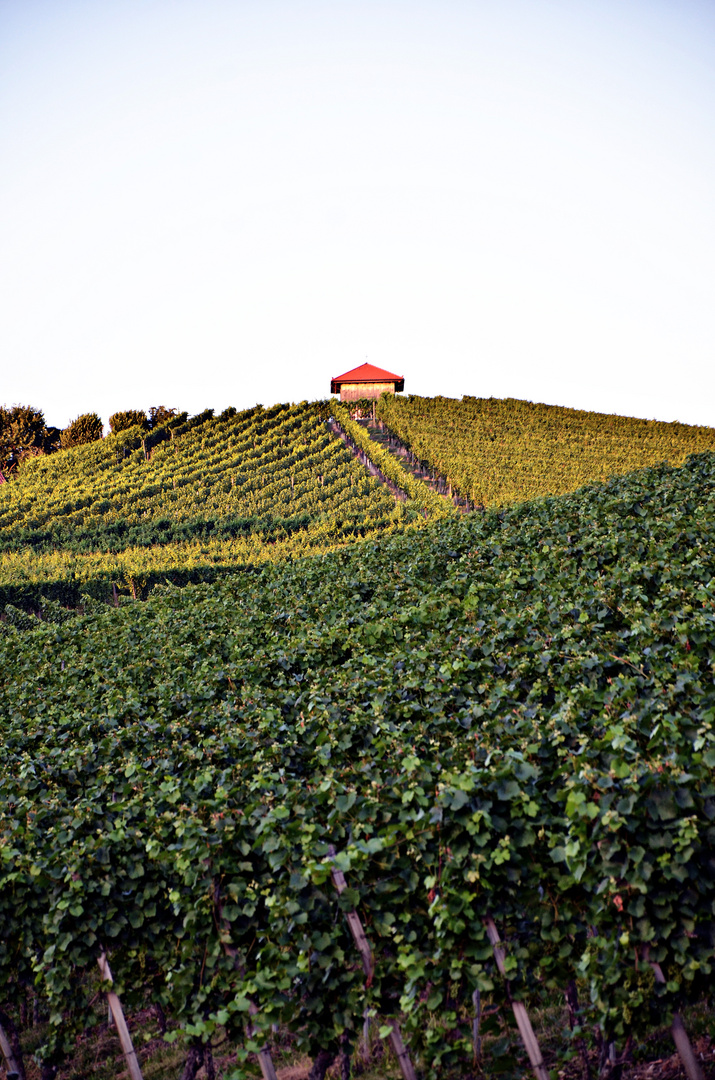 Weinberge im Spätsommer