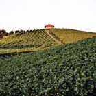 Weinberge im Spätsommer