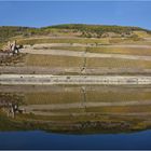 Weinberge im und am Rhein...