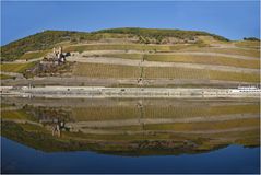 Weinberge im und am Rhein...