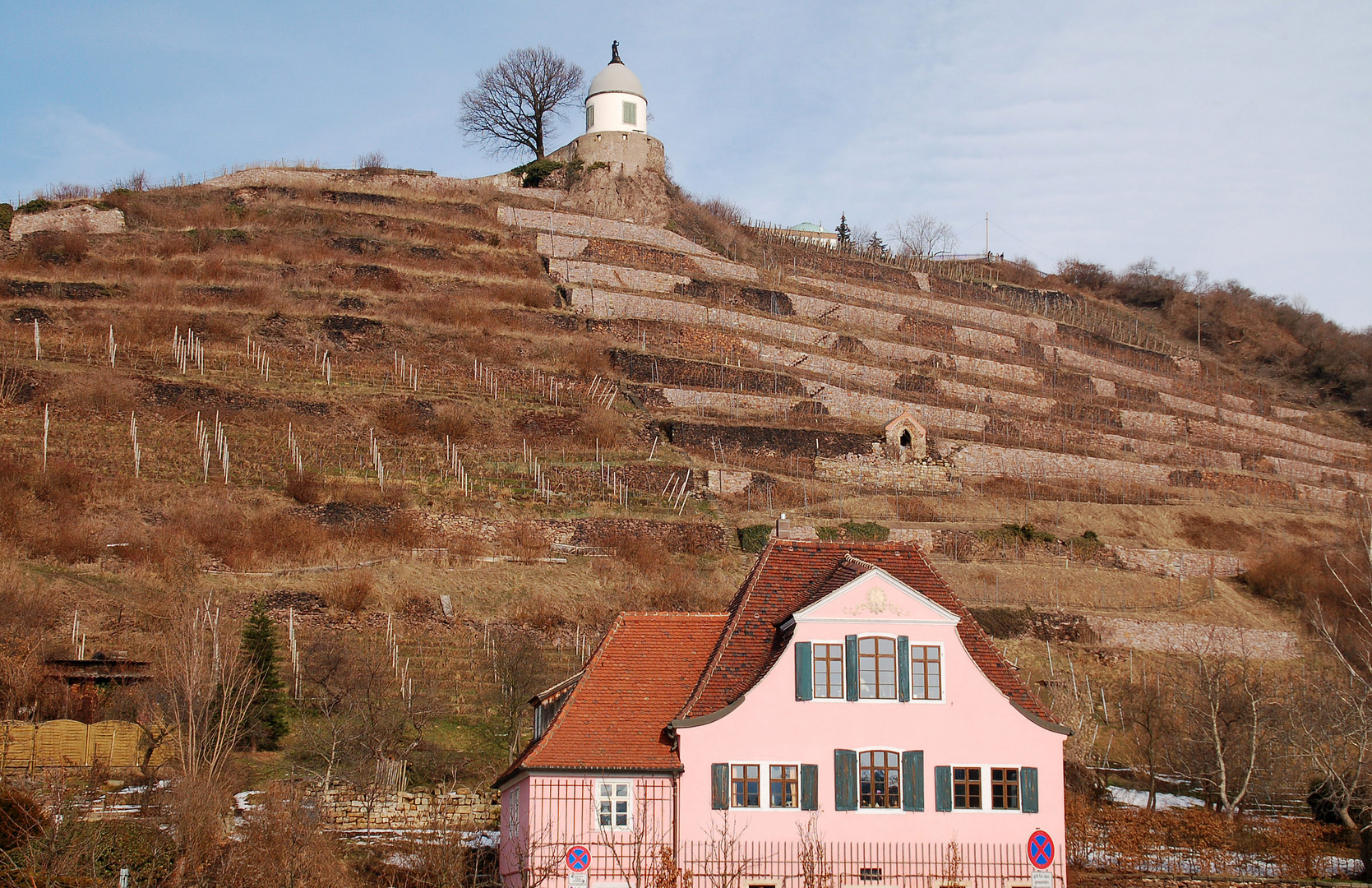 Weinberge im Winter (2)