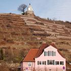 Weinberge im Winter (2)