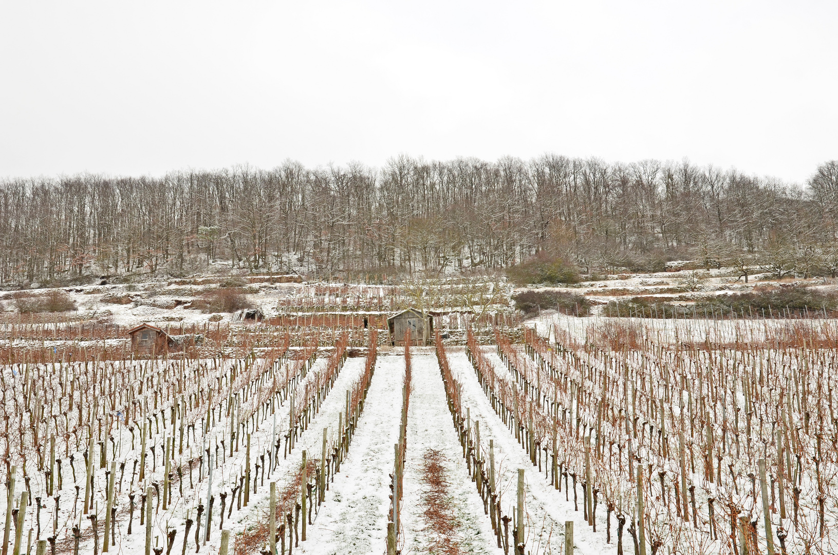 Weinberge im Winter 2