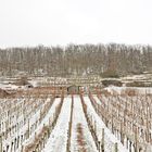 Weinberge im Winter 2