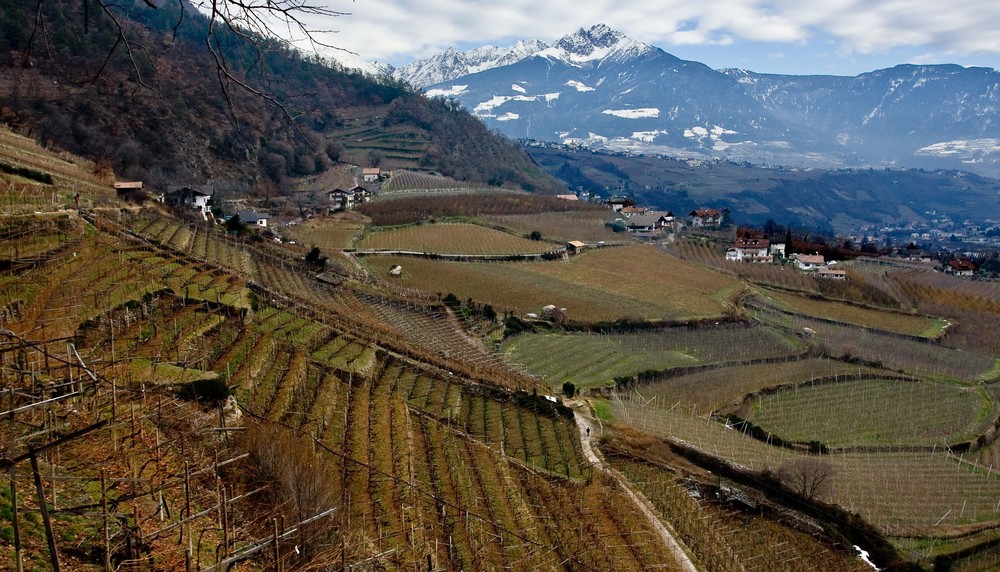 WEINBERGE IM WINTER