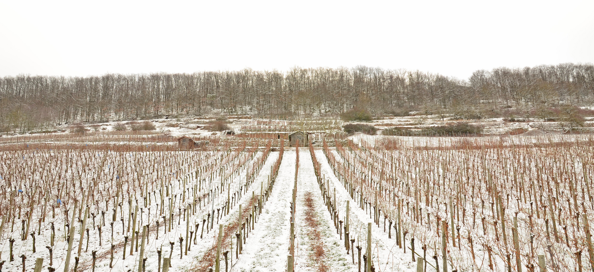 Weinberge im Winter