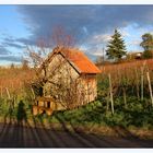 Weinberge im Winter