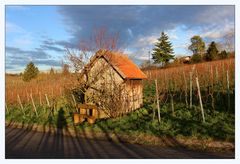 Weinberge im Winter