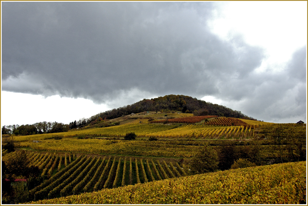 Weinberge in Auerbach