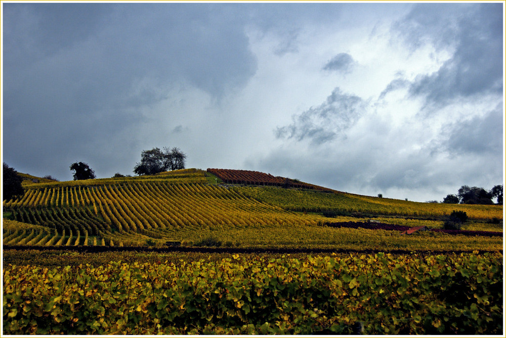 Weinberge in Auerbach