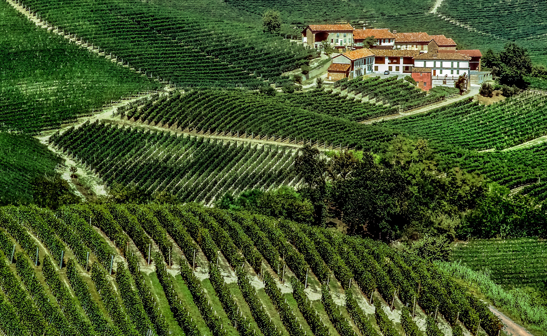 Weinberge In Barolo