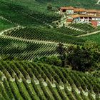 Weinberge In Barolo