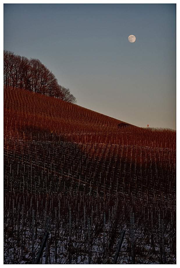 Weinberge in Beilstein vor aufgehendem Mond