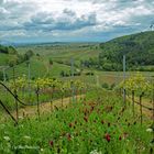 Weinberge in Birkweiler Südliche Weinstrasse