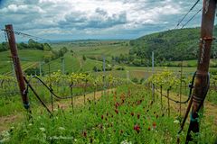 Weinberge in Birkweiler Südliche Weinstrasse