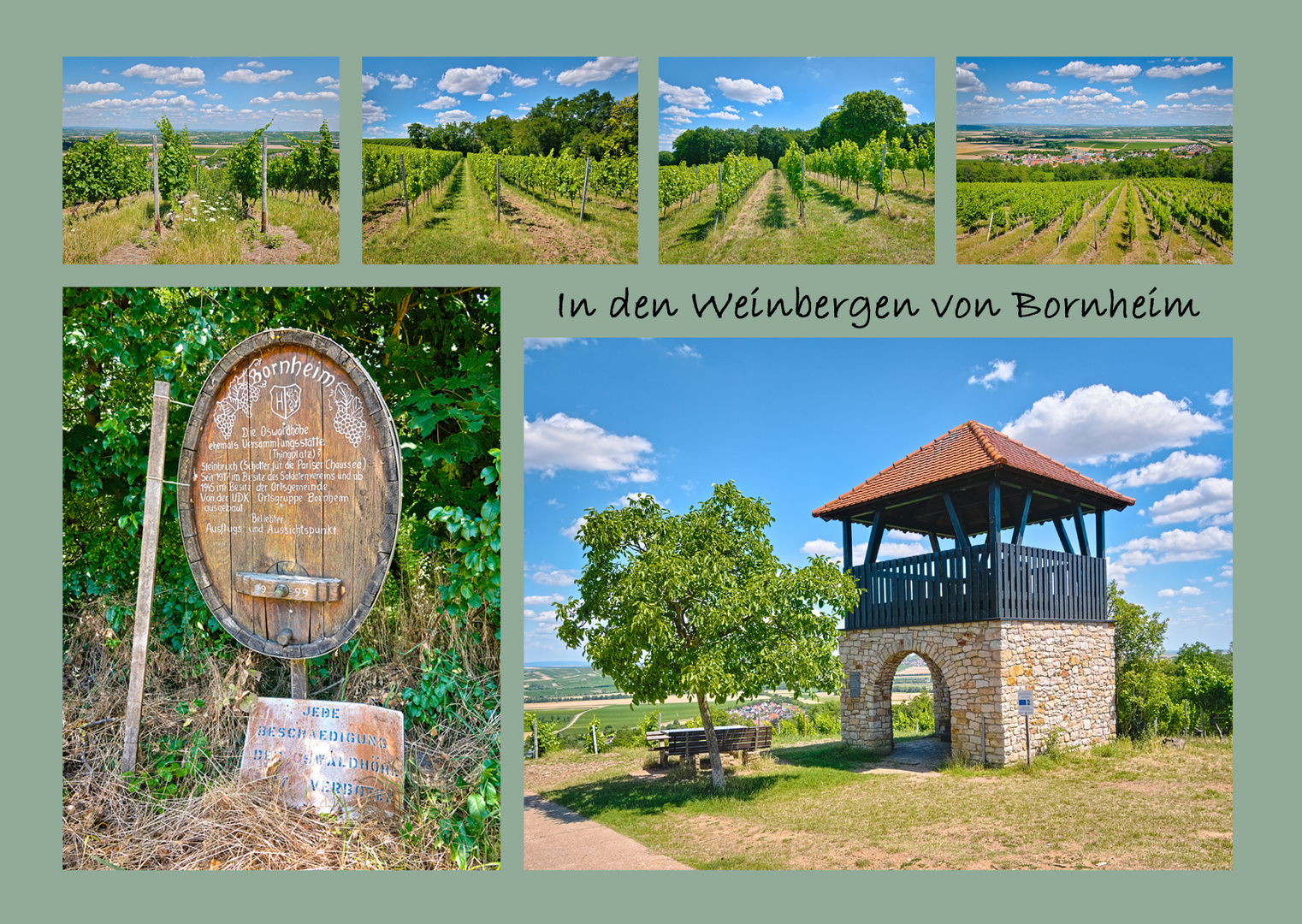 Weinberge in Bornheim