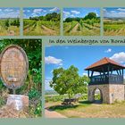 Weinberge in Bornheim