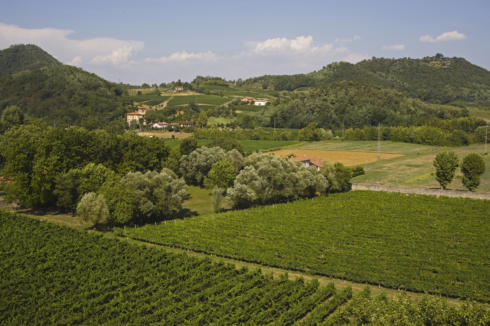 Weinberge in den Euganeischen Hügeln