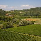 Weinberge in den Euganeischen Hügeln